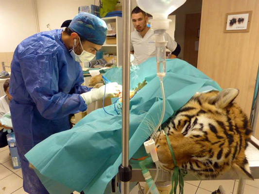Veterinaire-D-Znaty
