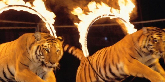faut-il-interdire-les-spectacles-d-animaux-au-cirque-la-polemique-enfle