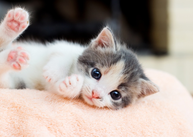 arrivée-dun-chaton-à-la-maison.jpeg